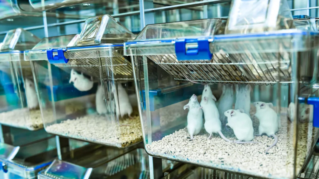 Nasal-Spray Vaccine Shows Broad Protection in Mice Against Viruses, Bacteria and Allergens